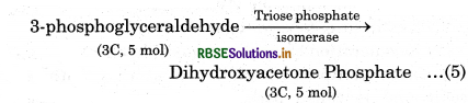 RBSE Class 11 Biology Important Questions Chapter 13 Photosynthesis in Higher Plants 18