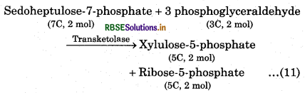 RBSE Class 11 Biology Important Questions Chapter 13 Photosynthesis in Higher Plants 25