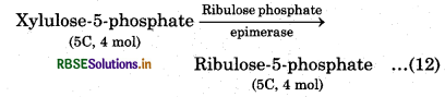RBSE Class 11 Biology Important Questions Chapter 13 Photosynthesis in Higher Plants 26