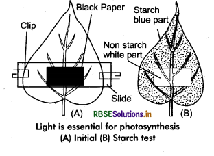 RBSE Class 11 Biology Important Questions Chapter 13 Photosynthesis in Higher Plants 6