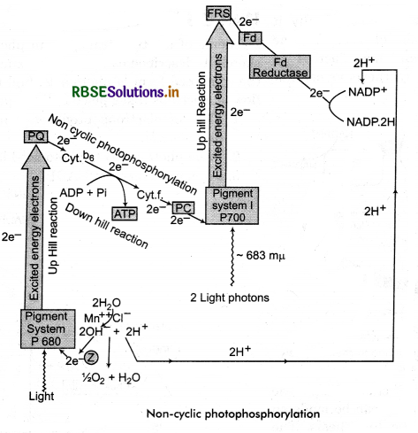 RBSE Class 11 Biology Important Questions Chapter 13 Photosynthesis in Higher Plants 8