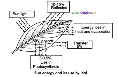RBSE Class 11 Biology Important Questions Chapter 13 Photosynthesis in Higher Plants 9