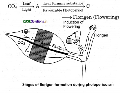 RBSE Class 11 Biology Important Questions Chapter 15 Plant Growth and Development 12