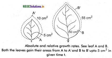 RBSE Class 11 Biology Important Questions Chapter 15 Plant Growth and Development 17