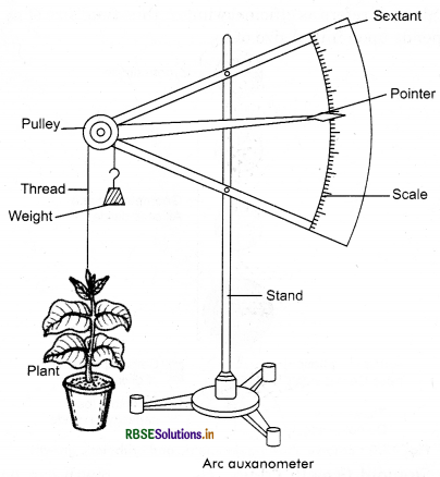 RBSE Class 11 Biology Important Questions Chapter 15 Plant Growth and Development 4'