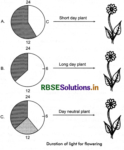 RBSE Class 11 Biology Important Questions Chapter 15 Plant Growth and Development 7