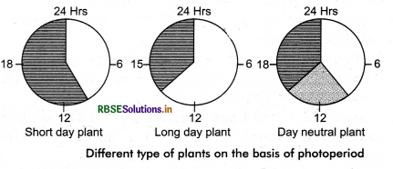 RBSE Class 11 Biology Important Questions Chapter 15 Plant Growth and Development 8