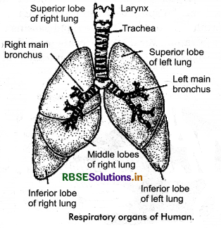 RBSE Class 11 Biology Important Questions Chapter 17 Breathing and Exchange of Gases 12