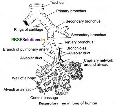 RBSE Class 11 Biology Important Questions Chapter 17 Breathing and Exchange of Gases 13