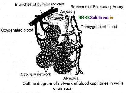 RBSE Class 11 Biology Important Questions Chapter 17 Breathing and Exchange of Gases 14