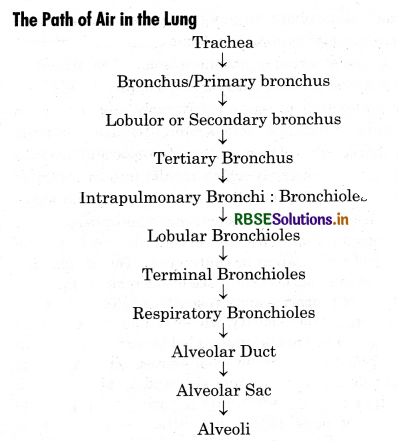 RBSE Class 11 Biology Important Questions Chapter 17 Breathing and Exchange of Gases 15