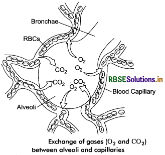 RBSE Class 11 Biology Important Questions Chapter 17 Breathing and Exchange of Gases 17