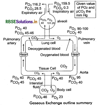 RBSE Class 11 Biology Important Questions Chapter 17 Breathing and Exchange of Gases 18