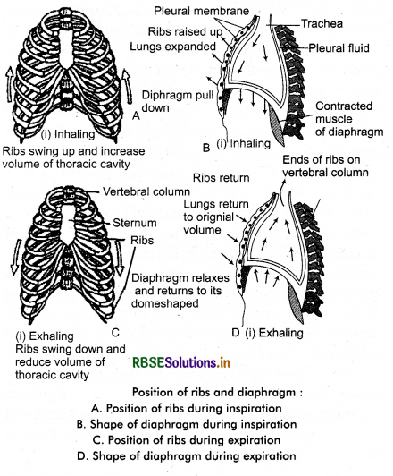 RBSE Class 11 Biology Important Questions Chapter 17 Breathing and Exchange of Gases 3