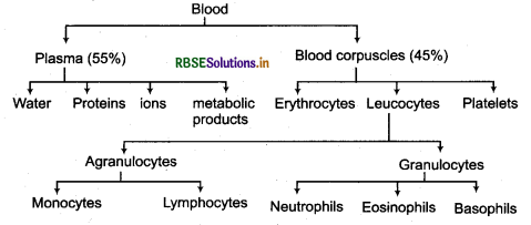 RBSE Class 11 Biology Important Questions Chapter 18 Body Fluids and Circulation 1