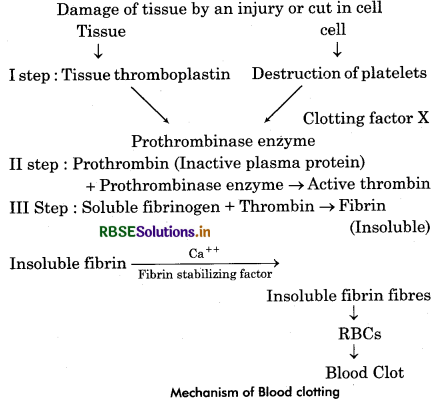 RBSE Class 11 Biology Important Questions Chapter 18 Body Fluids and Circulation 10