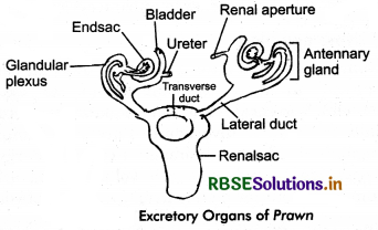 RBSE Class 11 Biology Important Questions Chapter 19 Excretory Products and their Elimination 12