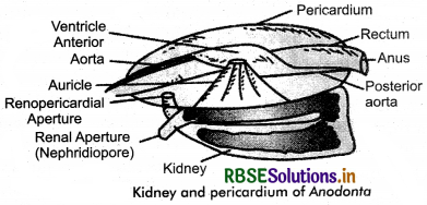 RBSE Class 11 Biology Important Questions Chapter 19 Excretory Products and their Elimination 13