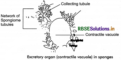 RBSE Class 11 Biology Important Questions Chapter 19 Excretory Products and their Elimination 14