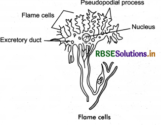 RBSE Class 11 Biology Important Questions Chapter 19 Excretory Products and their Elimination 15