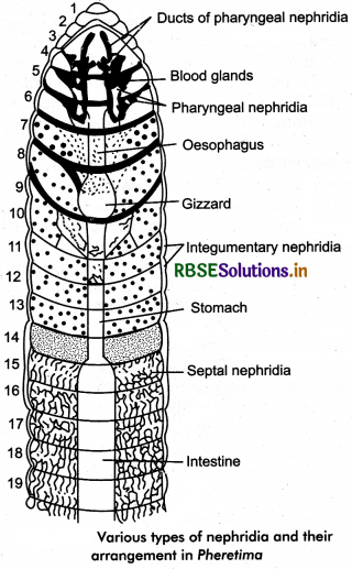 RBSE Class 11 Biology Important Questions Chapter 19 Excretory Products and their Elimination 16