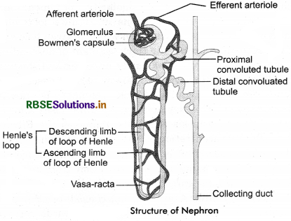 RBSE Class 11 Biology Important Questions Chapter 19 Excretory Products and their Elimination 18