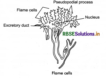 RBSE Class 11 Biology Important Questions Chapter 19 Excretory Products and their Elimination 8