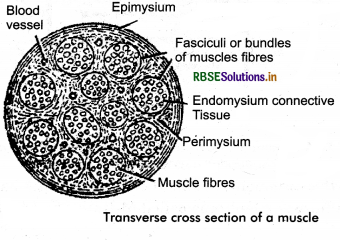 RBSE Class 11 Biology Important Questions Chapter 20 Locomotion and Movement 10