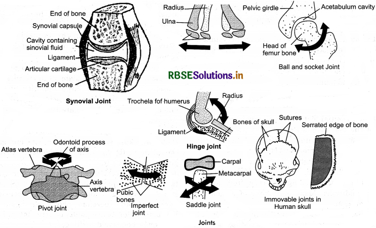 RBSE Class 11 Biology Important Questions Chapter 20 Locomotion and Movement 13