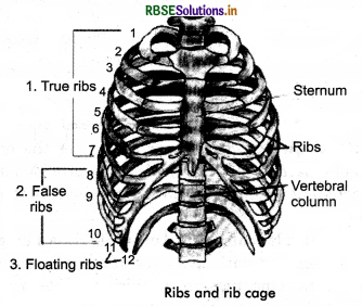 RBSE Class 11 Biology Important Questions Chapter 20 Locomotion and Movement 14