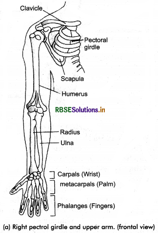 RBSE Class 11 Biology Important Questions Chapter 20 Locomotion and Movement 15