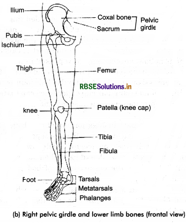 RBSE Class 11 Biology Important Questions Chapter 20 Locomotion and Movement 16