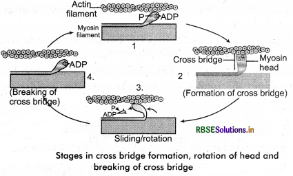 RBSE Class 11 Biology Important Questions Chapter 20 Locomotion and Movement 19