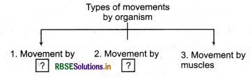 RBSE Class 11 Biology Important Questions Chapter 20 Locomotion and Movement 2