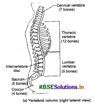 RBSE Class 11 Biology Important Questions Chapter 20 Locomotion and Movement 22