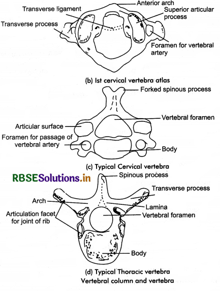 RBSE Class 11 Biology Important Questions Chapter 20 Locomotion and Movement 23