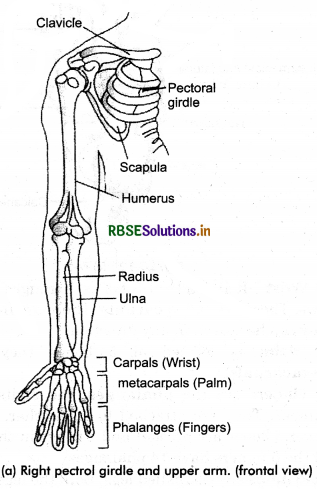 RBSE Class 11 Biology Important Questions Chapter 20 Locomotion and Movement 24