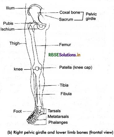 RBSE Class 11 Biology Important Questions Chapter 20 Locomotion and Movement 25
