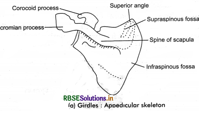RBSE Class 11 Biology Important Questions Chapter 20 Locomotion and Movement 27