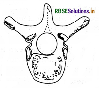 RBSE Class 11 Biology Important Questions Chapter 20 Locomotion and Movement 3