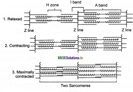 RBSE Class 11 Biology Important Questions Chapter 20 Locomotion and Movement 6