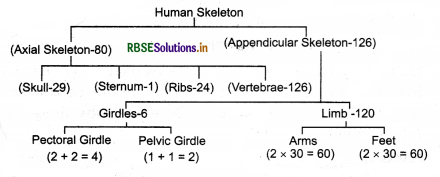 RBSE Class 11 Biology Important Questions Chapter 20 Locomotion and Movement 7