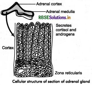 RBSE Class 11 Biology Important Questions Chapter 22 Chemical Coordination and Integration 7