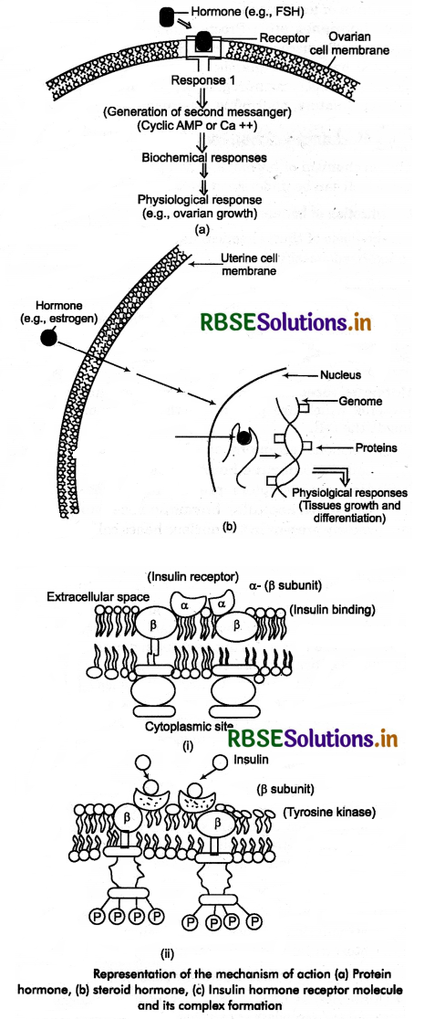 RBSE Class 11 Biology Important Questions Chapter 22 Chemical Coordination and Integration 8