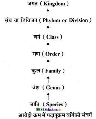 RBSE Solutions for Class 11 Biology Chapter 1 जीव जगत 1