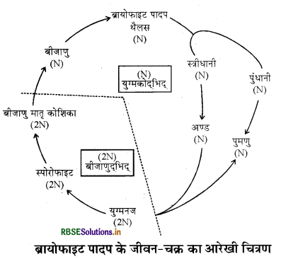 RBSE Solutions for Class 11 Biology Chapter 3 वनस्पति जगत 1