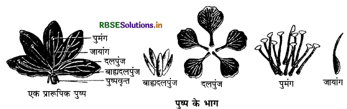 RBSE Solutions for Class 11 Biology Chapter 5 पुष्पी पादपों की आकारिकी 1
