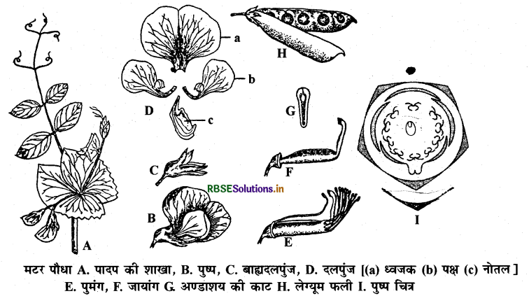 RBSE Solutions for Class 11 Biology Chapter 5 पुष्पी पादपों की आकारिकी 3