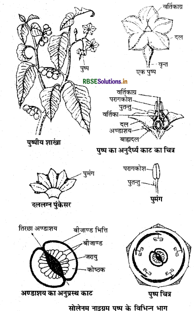 RBSE Solutions for Class 11 Biology Chapter 5 पुष्पी पादपों की आकारिकी 5