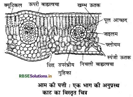 RBSE Solutions for Class 11 Biology Chapter 6 पुष्पी पादपों का शारीर 4